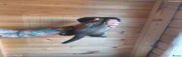 Ferret rodents for sale: Rescue Kits for sale - Advert 22