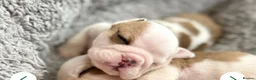 English Bulldog dogs for sale: 🔥READY NOW KC REG ENGLISH BULLDOG GIRL🔥 - Advert 31