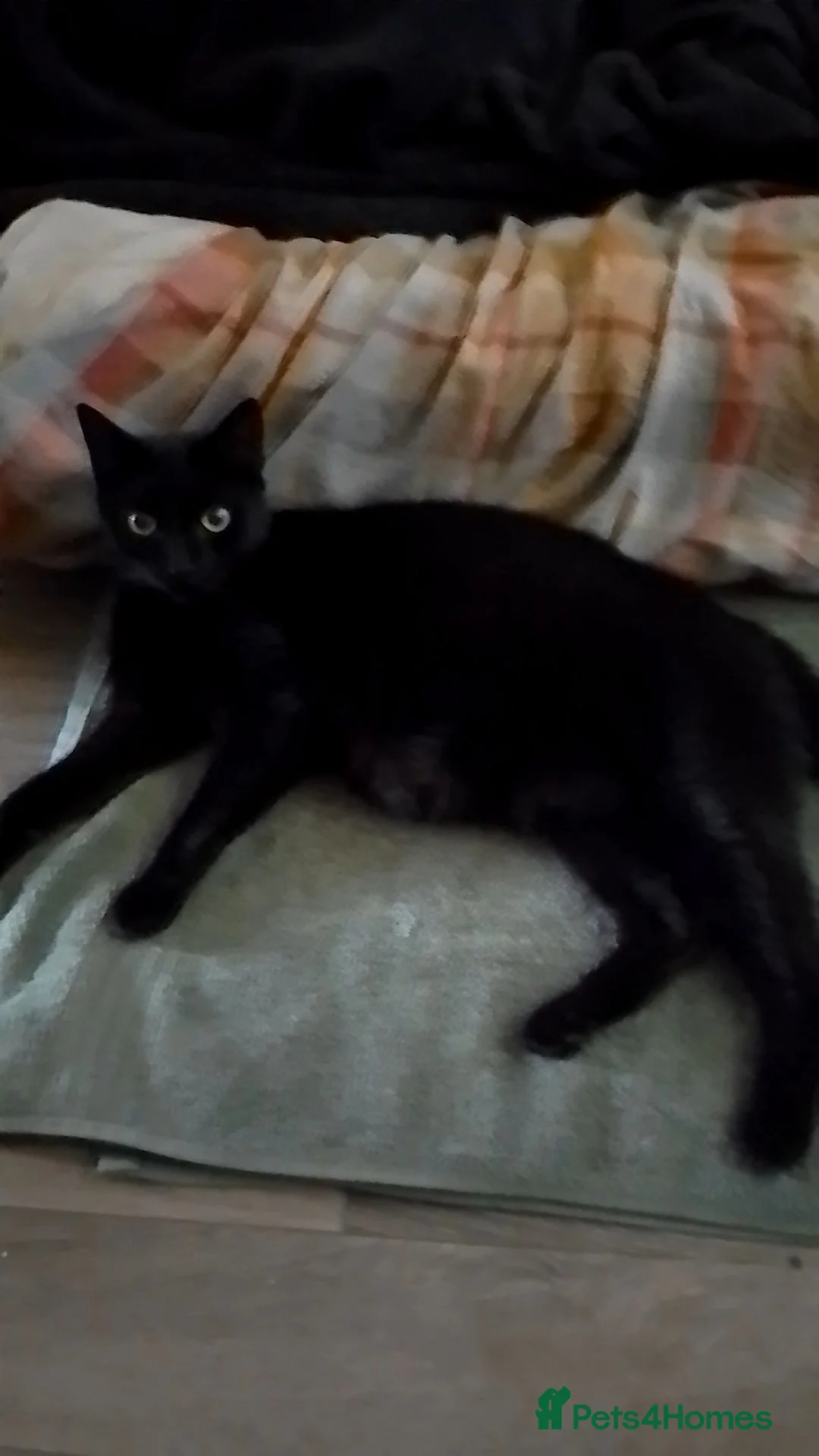 Mixed Breed cats for sale: 2 Female kittens  - Advert 1
