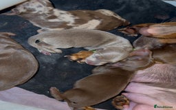 Miniature Dachshund dogs for sale: 🐾🌟 Miniature Dachshund Puppies🌟🐾 - Advert 6