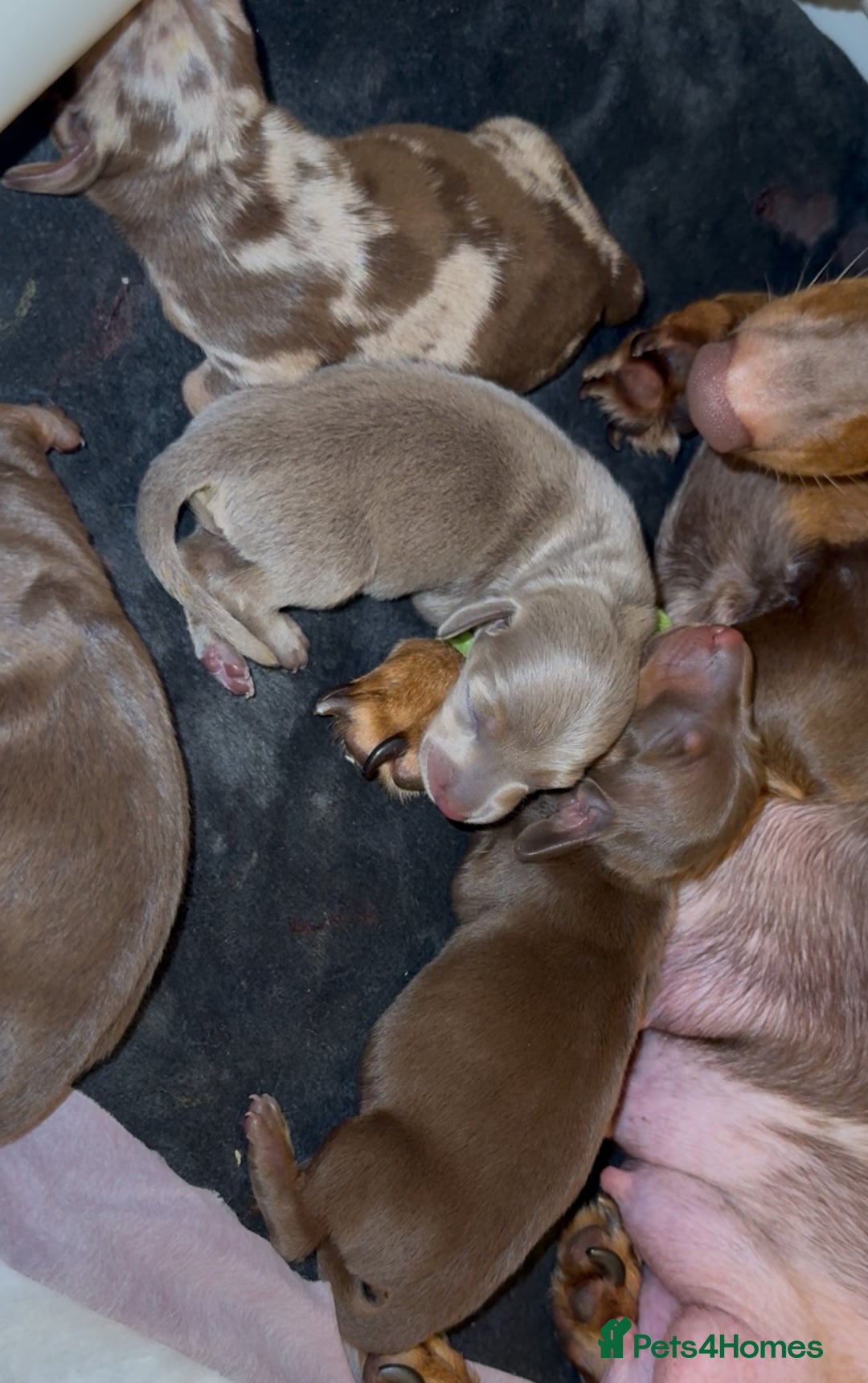 Miniature Dachshund dogs for sale: 🐾🌟 Miniature Dachshund Puppies🌟🐾 - Advert 6