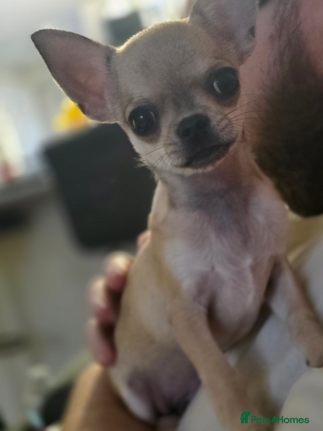 Chihuahua dogs for sale: 🌟 KC Registered 🌟 Smooth Sable Chiuahua 🐕 - Advert 15