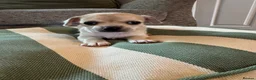 Chihuahua dogs for sale: Chihuahua puppy in Hengoed - Advert 4