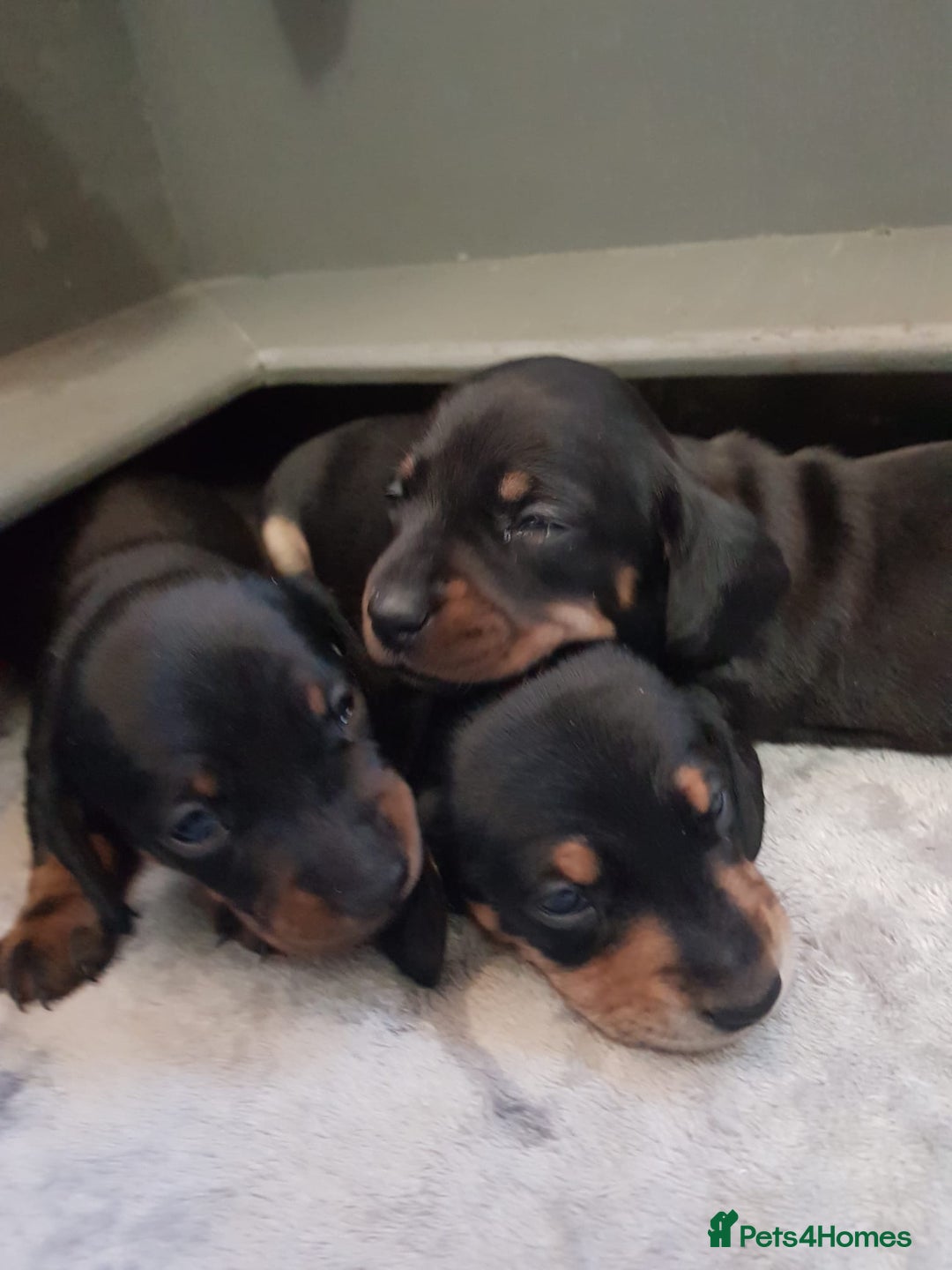 Miniature Dachshund dogs for sale: KC smooth hair miniature dachshound puppies - Advert 3