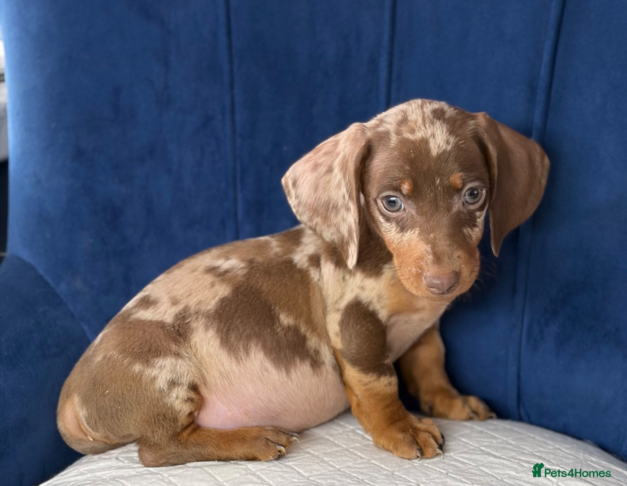 Miniature Dachshund dogs Miniature Dachshunds 8 weeks old Ready to leave  - Advert 11