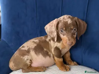 Miniature Dachshund dogs Miniature Dachshunds 8 weeks old Ready to leave - Advert 13