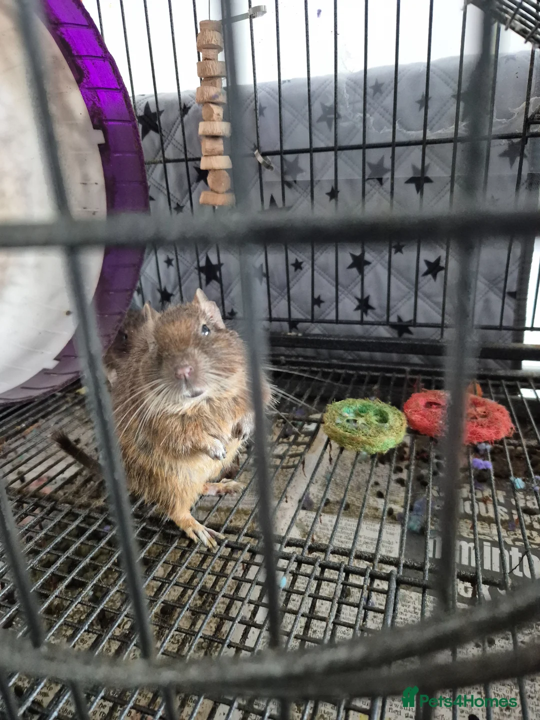 Degus rodents for sale: Two male Degus for rehoming in Peterborough - Advert 4