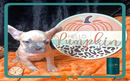 French Bulldog dogs for sale: Hello Pumpkin KC Frenchie Bulldogs A* Ready Soon! - Image 8