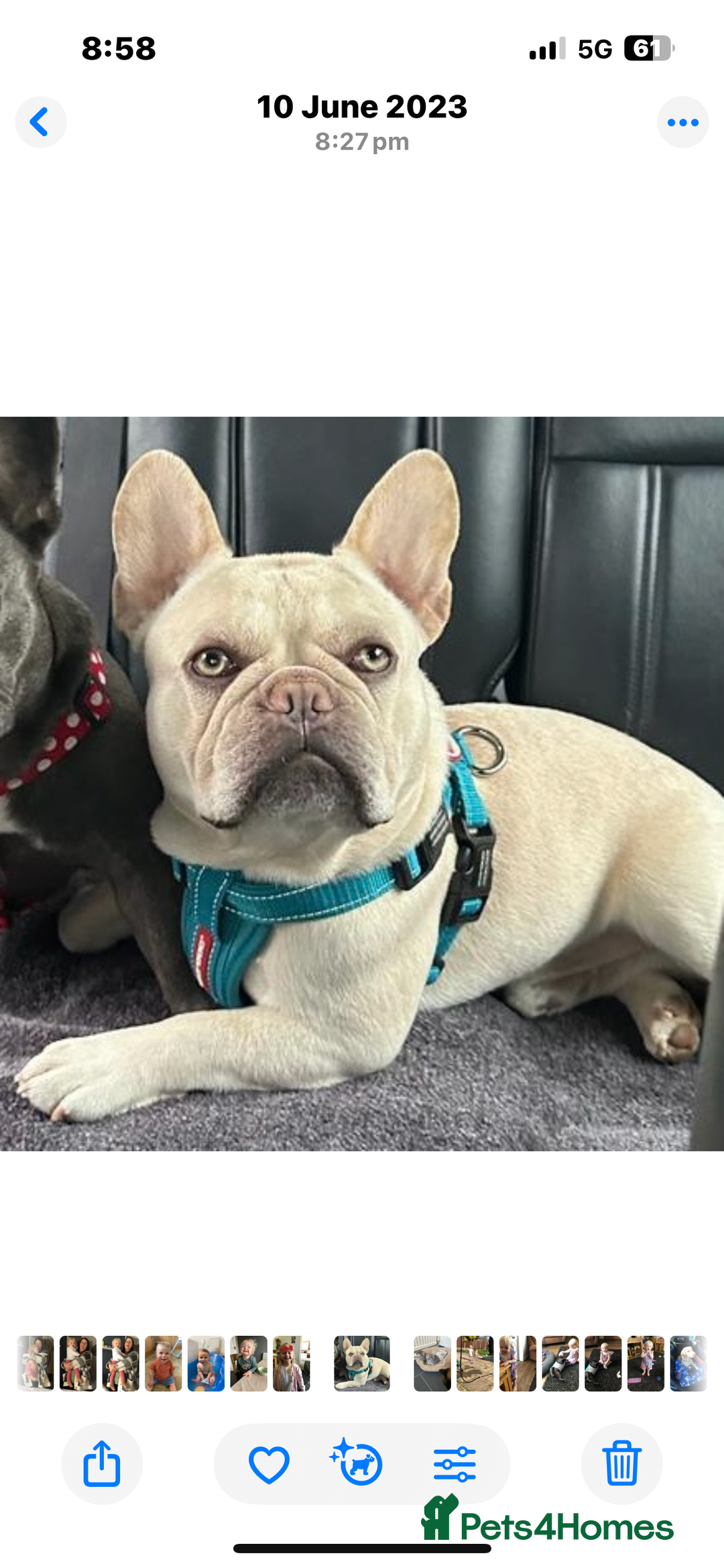 French Bulldog dogs for sale: french bulldog puppies - Advert 2
