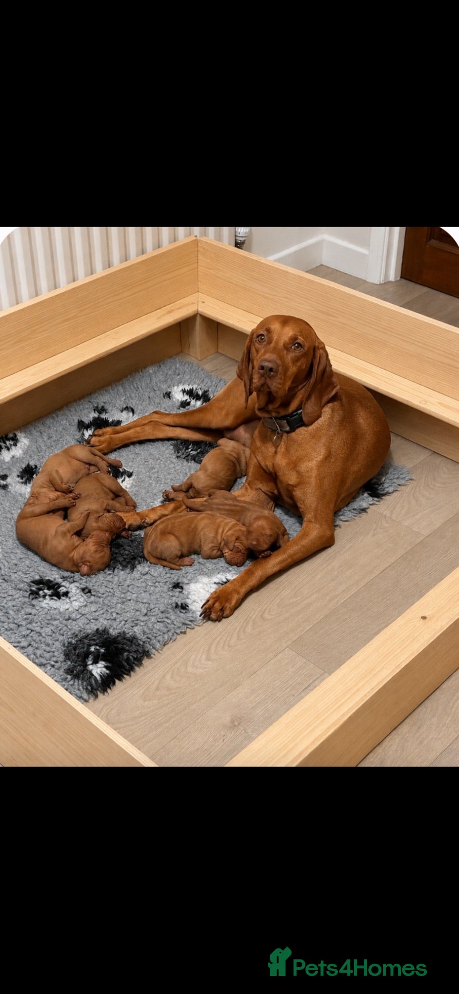 Hungarian Vizsla dogs Gwens puppies 🐾 - Advert 2