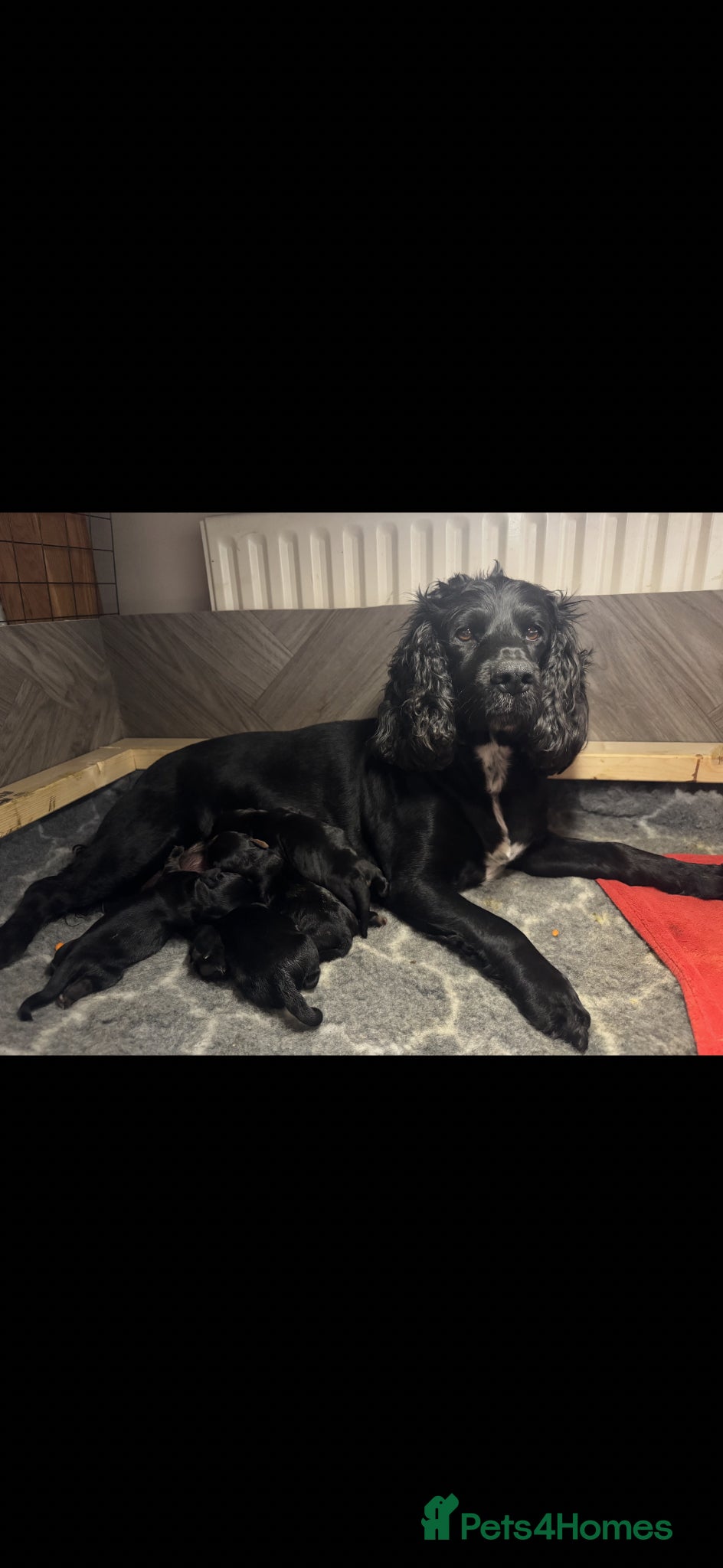 Cocker Spaniel dogs Black and Tan cocker spaniels  - Advert 1