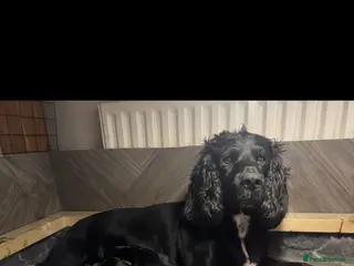 Cocker Spaniel dogs Black and Tan cocker spaniels - Advert 2