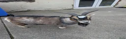 Goats livestock for sale: 2 pygmy goats  in Whitley Bay - Advert 1