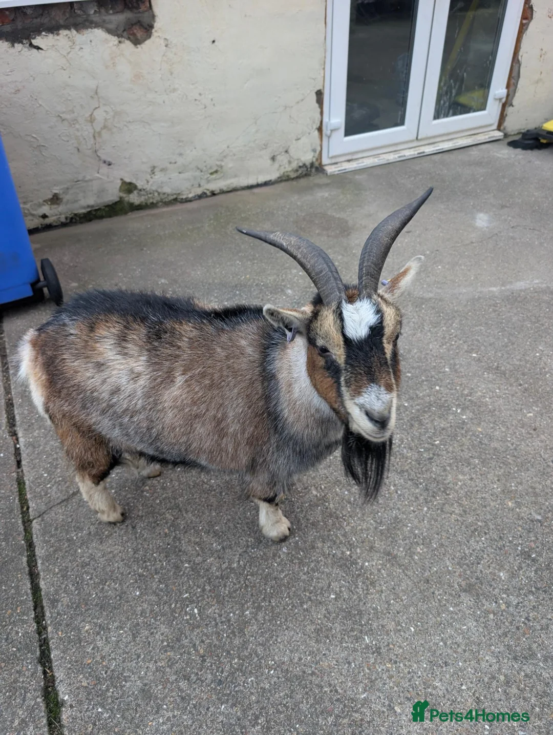 Goats livestock for sale: 2 pygmy goats  in Whitley Bay - Advert 1