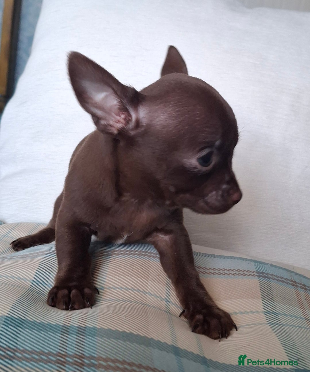 Chihuahua dogs for sale: Chihuahua puppies only 2 remain. - Image 3