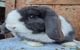 Mini Lop rabbits for sale:  blue split mini lop buck and  baby mini lop boys  - Image 3