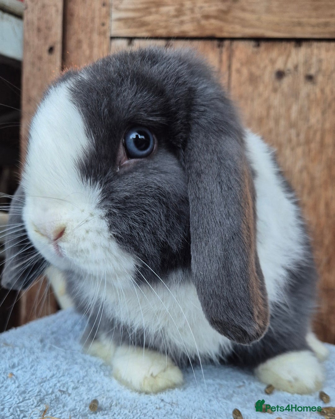 Mini Lop rabbits for sale:  blue split mini lop buck and  baby mini lop boys  - Image 3