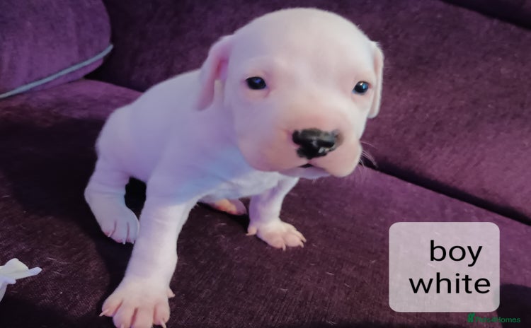 Staffordshire Bull Terrier dogs - Advert 1