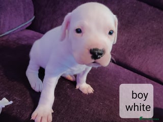 Staffordshire Bull Terrier dogs - Advert 15