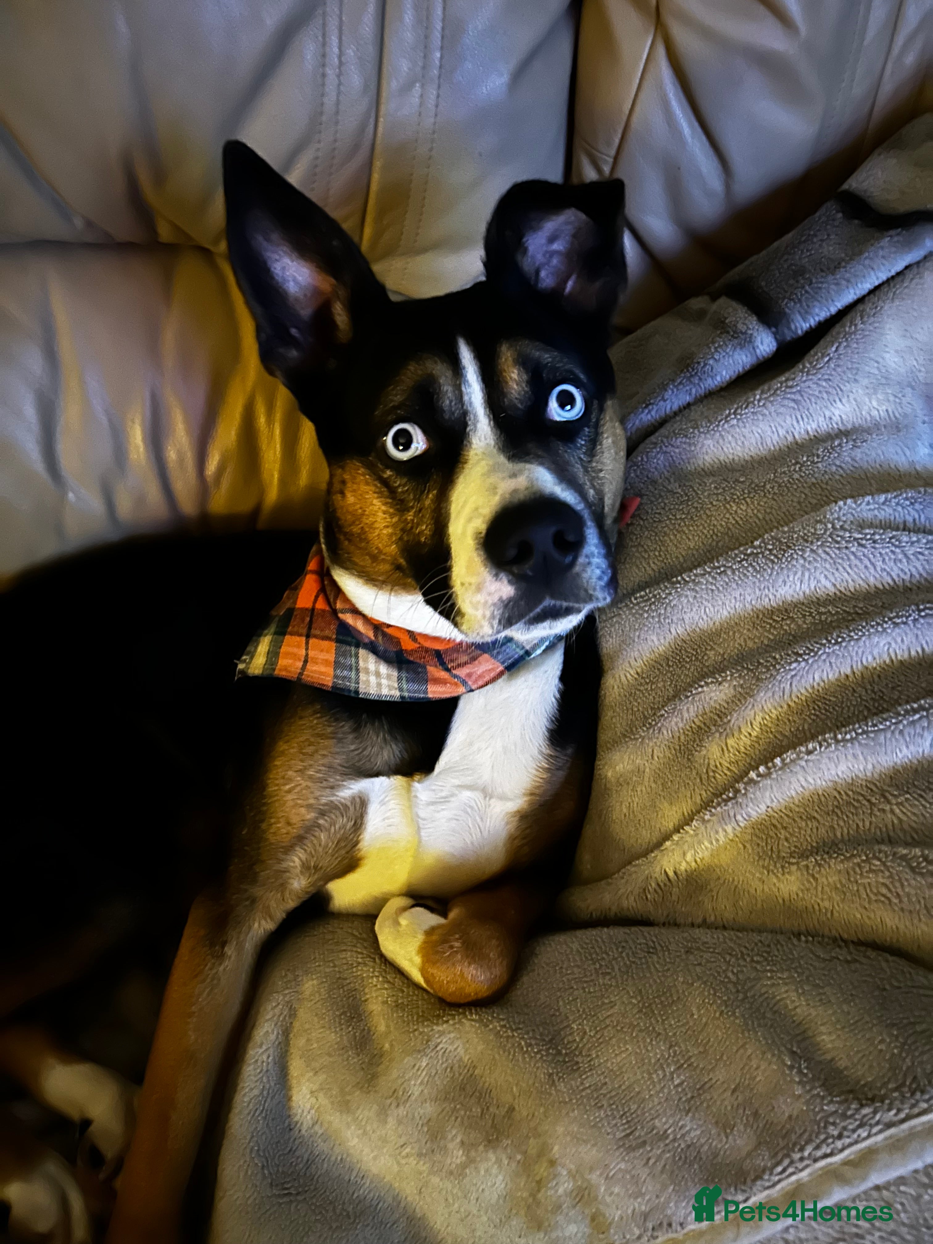 Mixed Breed dogs Loving Husky Mix for Sale in Saint Helens - Advert 1