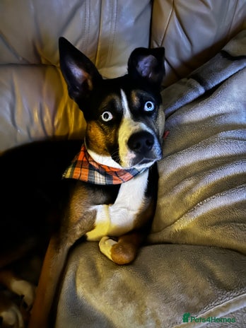 Mixed Breed dogs in Saint Helens - Advert 4