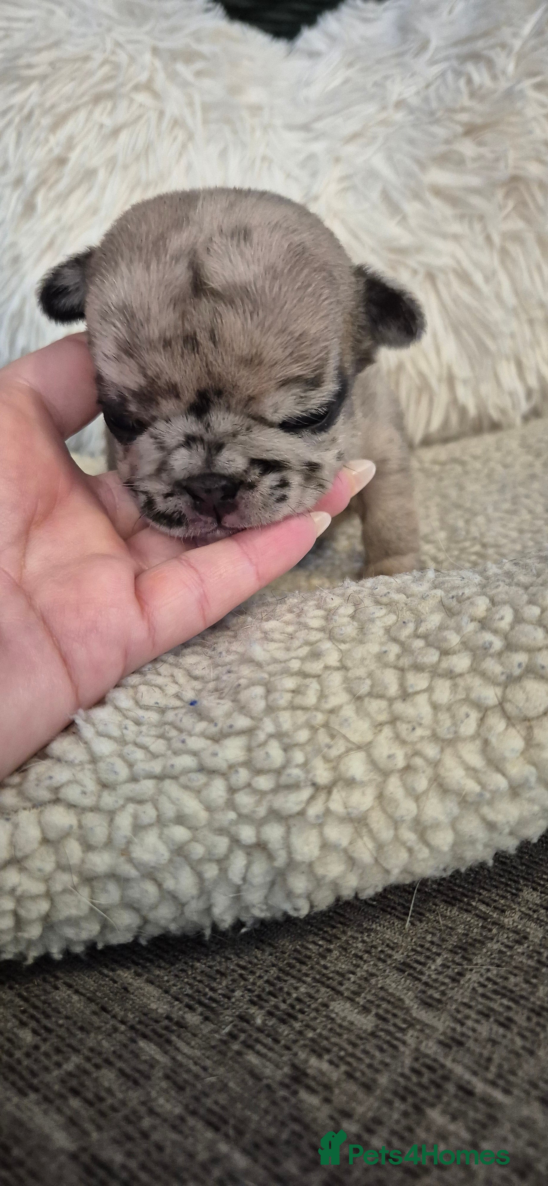 French Bulldog dogs Beautiful pups looking for their forever homes - Advert 4