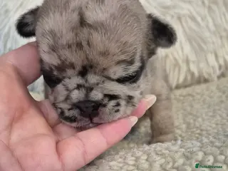 French Bulldog dogs Beautiful pups looking for their forever homes - Advert 4