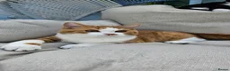 Selkirk Rex cats for sale:  Beautiful Home-Raised Selkirk Rex&BSH Kittens 😻 - Advert 17
