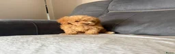 Toy Poodle dogs for sale: Toy poodle - Advert 16