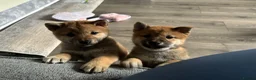 Japanese Shiba Inu dogs for sale: Japanese Shiba Inu *two girls left* - Advert 4