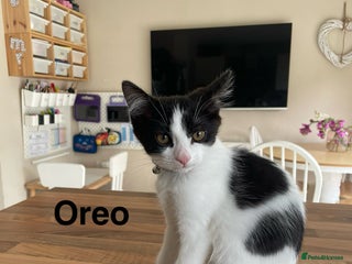 Mixed Breed cats - Advert 21