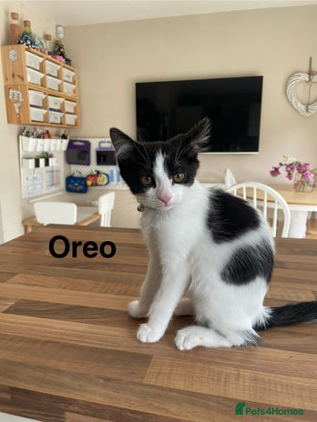 Mixed Breed cats - Advert 11