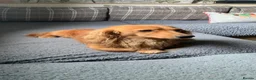 Miniature Dachshund dogs for sale: Gorgeous miniature Dachshund puppies-family raised - Advert 2