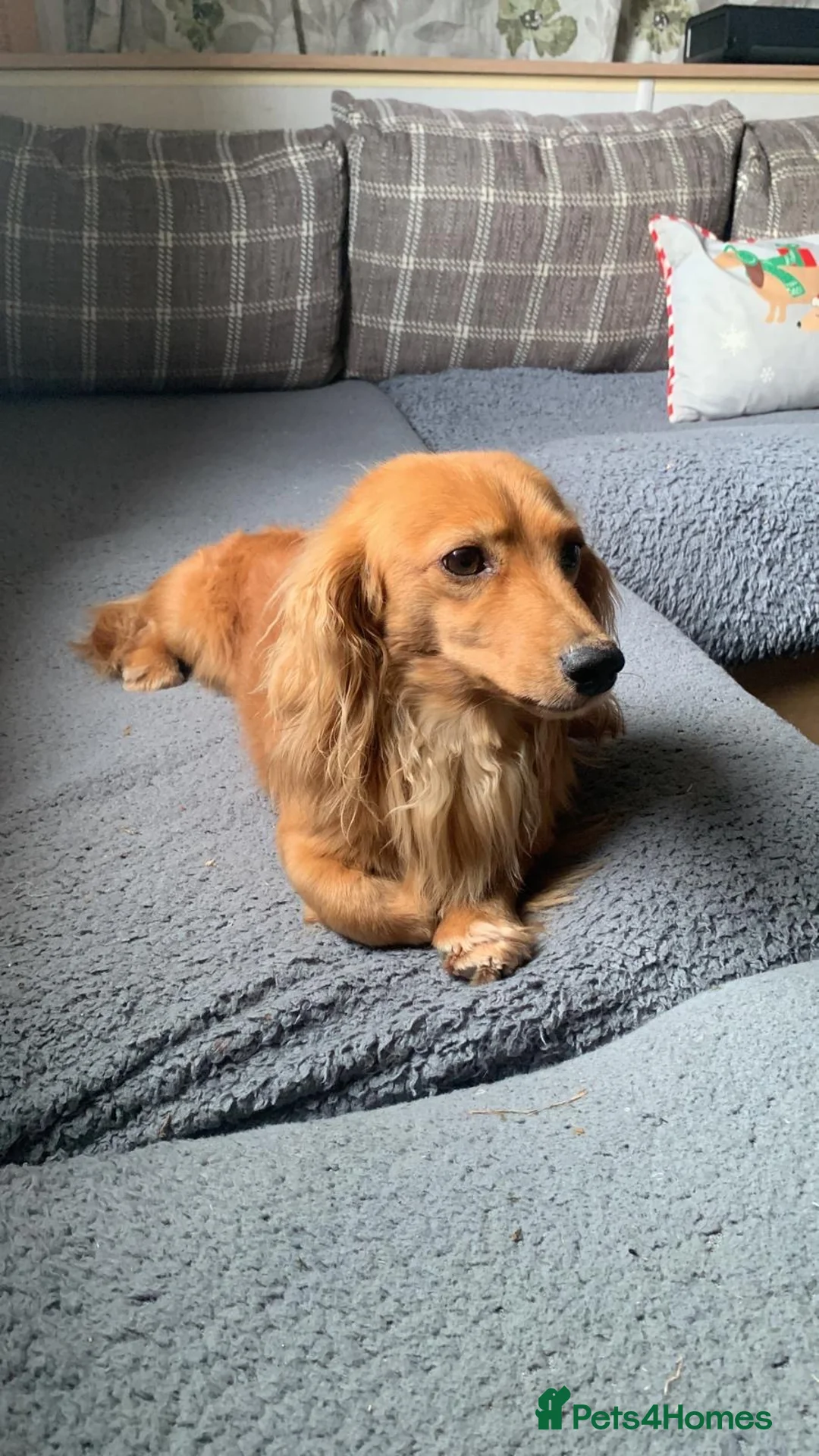 Miniature Dachshund dogs for sale: Gorgeous miniature Dachshund puppies-family raised - Advert 2