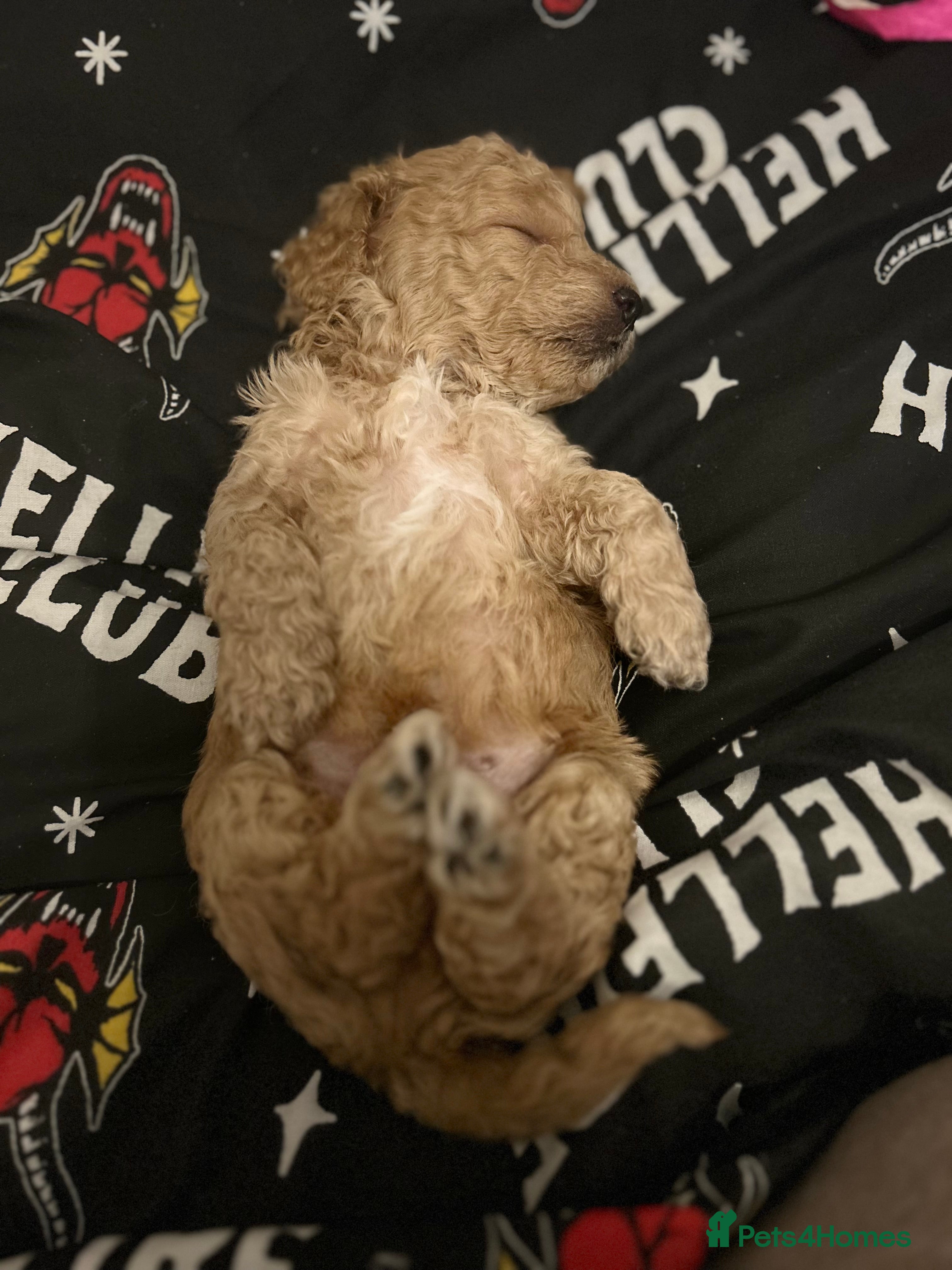 Cockapoo dogs Miniature cockapoos  - Advert 15