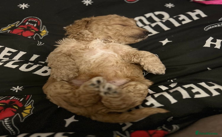 Cockapoo dogs - Advert 2