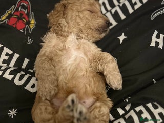 Cockapoo dogs - Advert 3