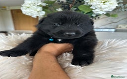 German Shepherd dogs for sale: Outstanding KC Working Line German Shepherd Pups - Image 3