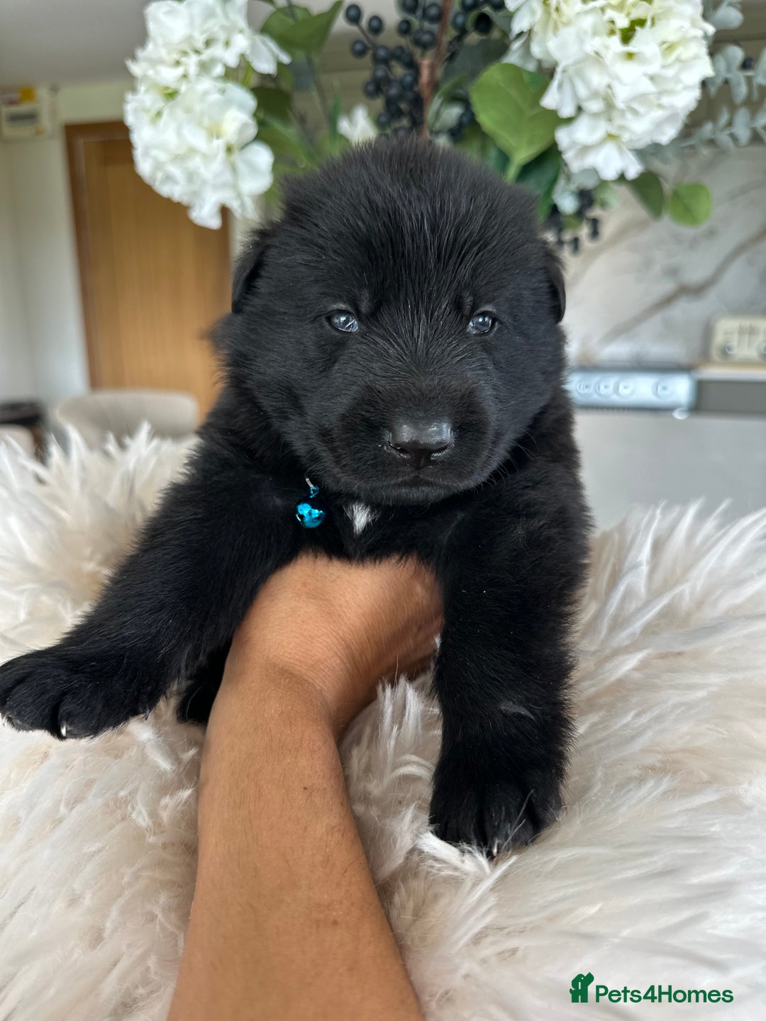 German Shepherd dogs for sale: Outstanding KC Working Line German Shepherd Pups - Image 3