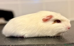 Guinea Pig rodents for sale: 2 sows 1 boar  - Image 7
