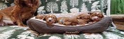 Cocker Spaniel dogs for sale: KC Registered Fox Red Working Cocker Spaniel Pups - Advert 11