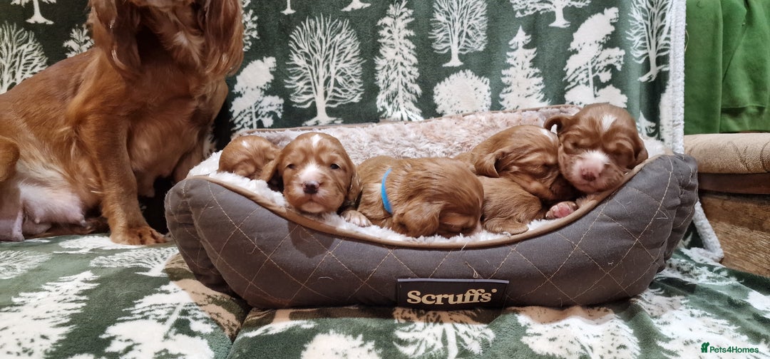 Cocker Spaniel dogs for sale: KC Registered Fox Red Working Cocker Spaniel Pups - Advert 11