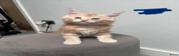 Maine Coon cats for sale: 14 kittens 🐱 Ready to leave now  - Advert 22