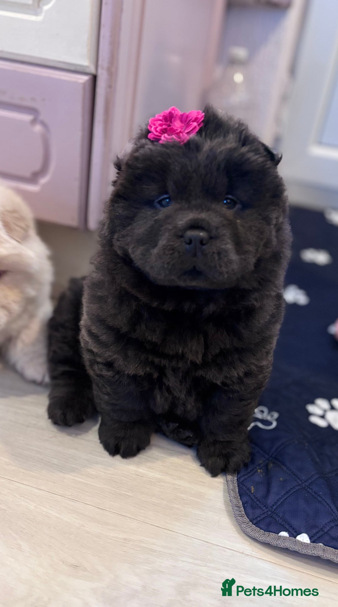 Chow Chow dogs for sale: Blue and Cream carry Tan ChowChow puppies  - Advert 14