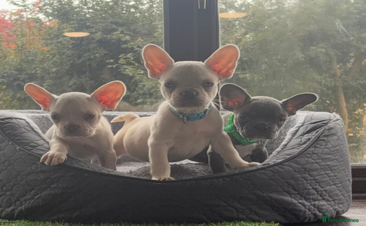 French Bulldog dogs - Advert 7