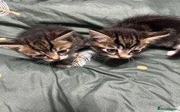 Domestic Shorthair cats for sale: 3 male kittens - Image 1