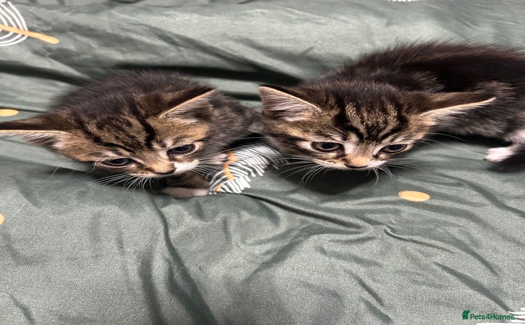 Domestic Shorthair cats - Advert 4