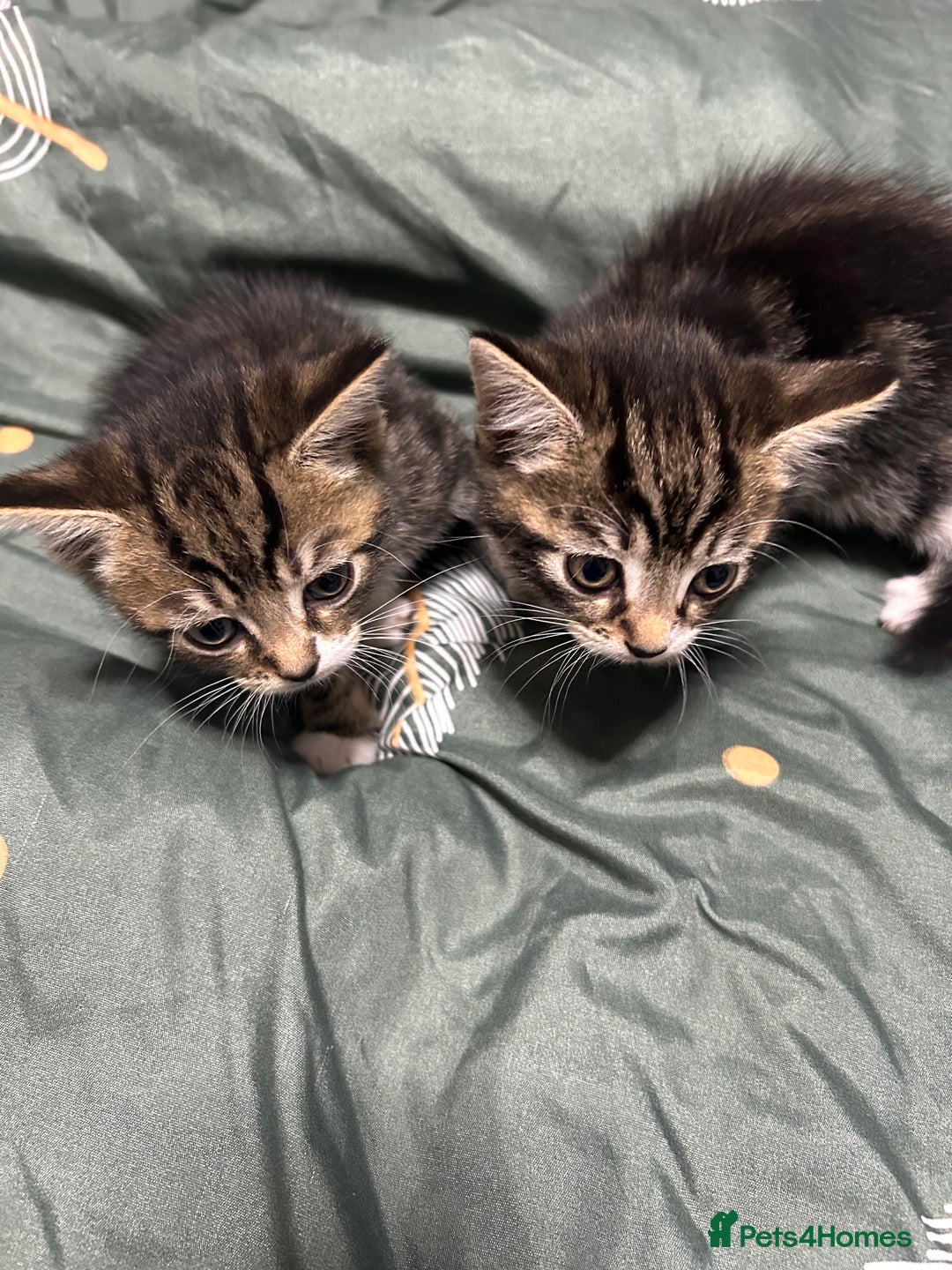 Domestic Shorthair cats for sale: 3 male kittens - Image 1