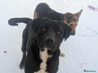 Mixed Breed dogs Oreo 🖤 - Advert 1