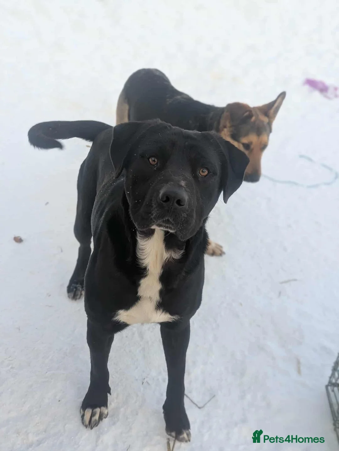 Mixed Breed dogs for adoption: Oreo 🖤 - Advert 1